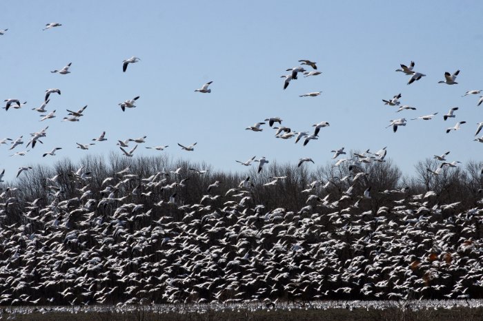 Snow Geese 3